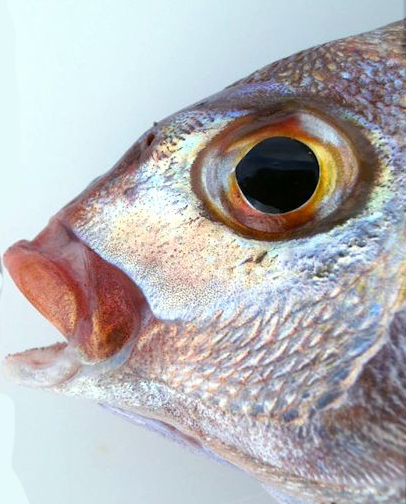 Pagellus bellottii_08.jpg